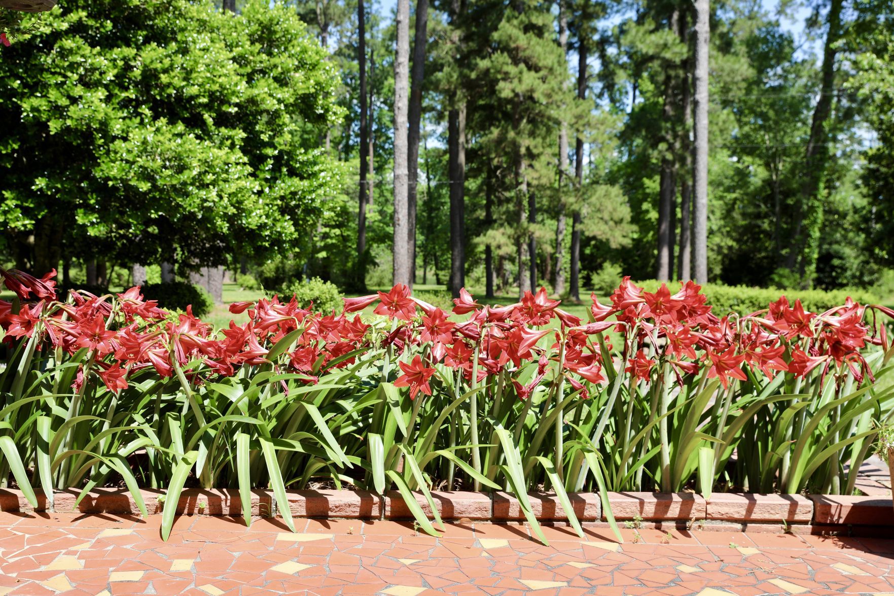 Amaryllis Bloom